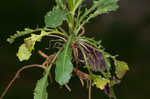 Green rockcress